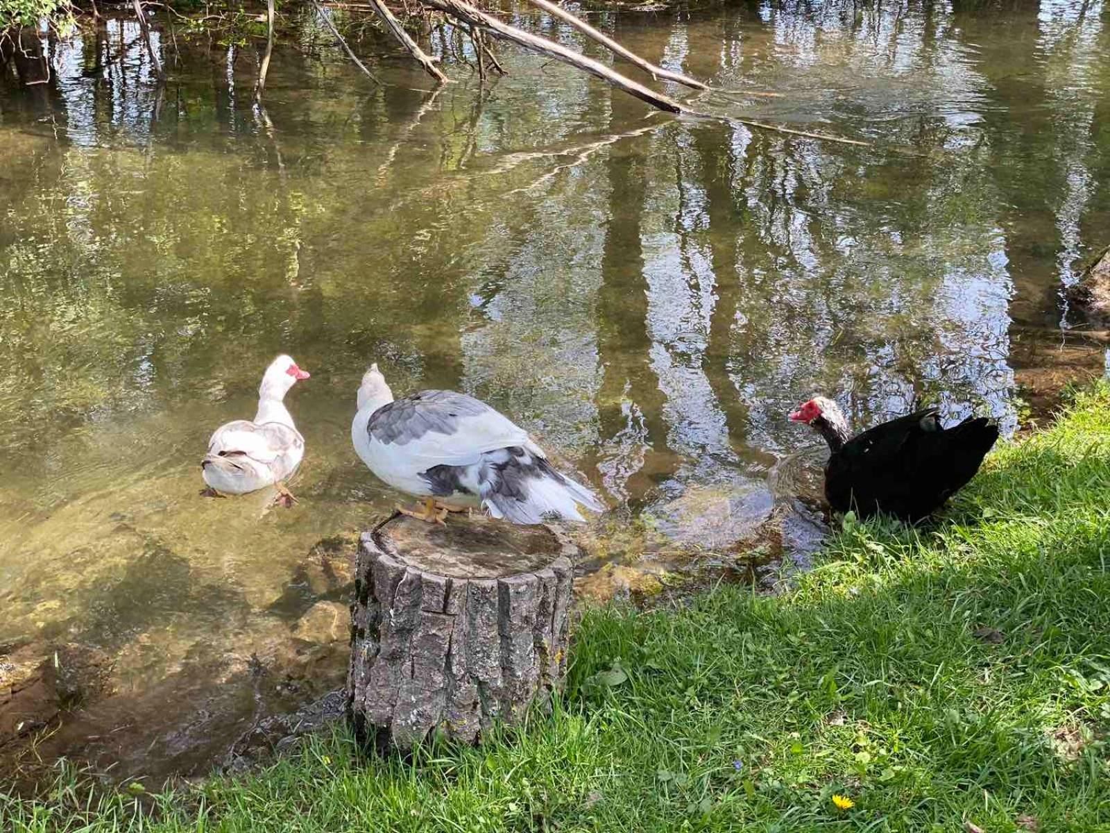 Stari Mlin Otel Korenica Dış mekan fotoğraf